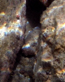   Spotted scorpionfish rare this area. area  